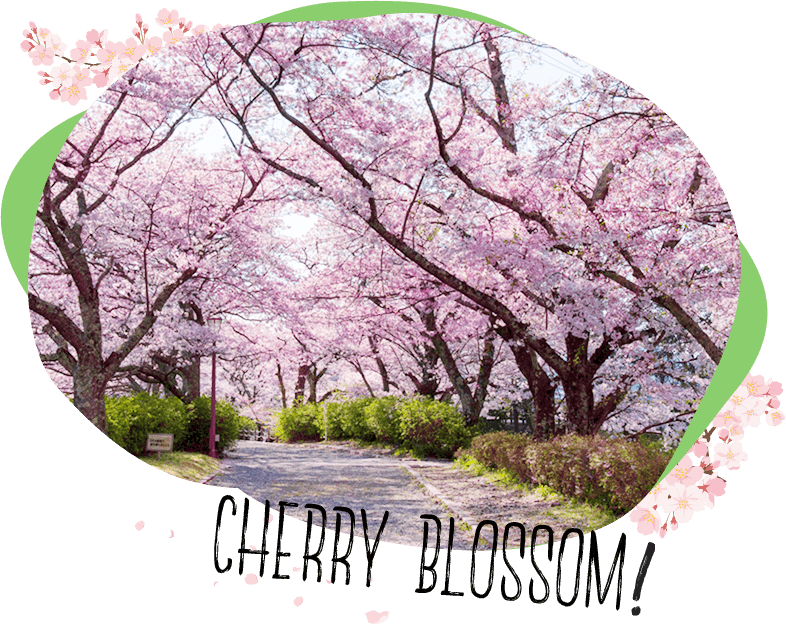 千本以上の桜が咲く見事な桜並木！和らぎの道(七谷川沿い)